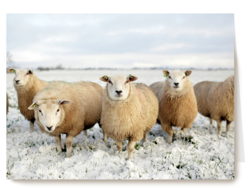 schapen in de sneeuw