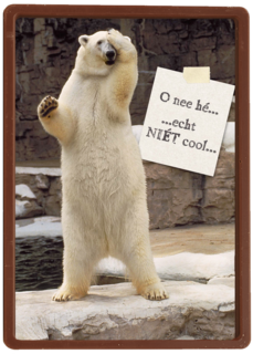 verwarde ijsbeer