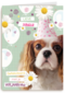 prodo dieren lieve gefeliciteerd met je verjaardag