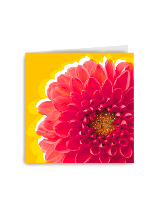 Blanco kaart rode dahlia