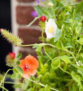 Blossombs Bloemzaden Giftset