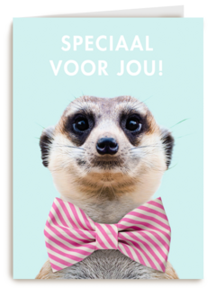 vaderdag kaart hip speciaal voor jou stokstaartje met strik
