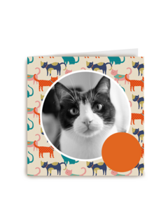 fotokaart miiiauw katten