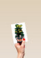 vriendschap kaart folio with love plant