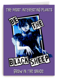 Wednesday Be The Black Sheep