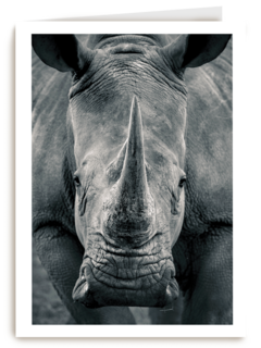blanco kaart neushoorn