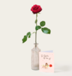 Single Roos Rood Met Vaas 