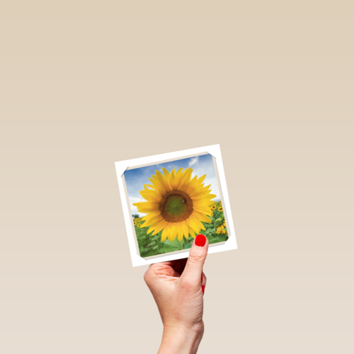 flash zonnebloem