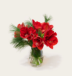 Brievenbusbloemen Amaryllis Rood