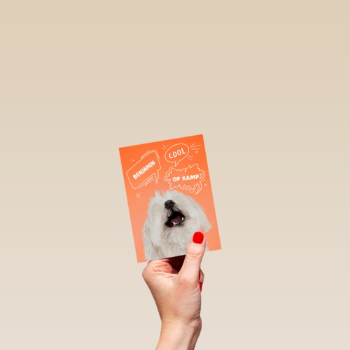 Hond cool op kamp oranje