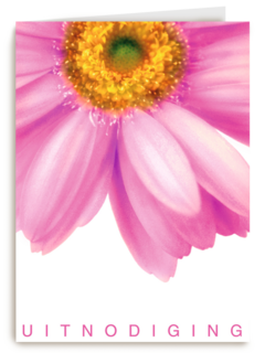 grote roze gerbera