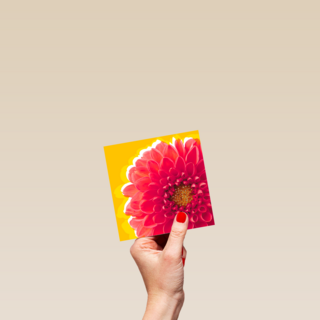 Blanco kaart rode dahlia