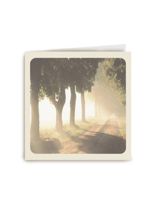 morning forest