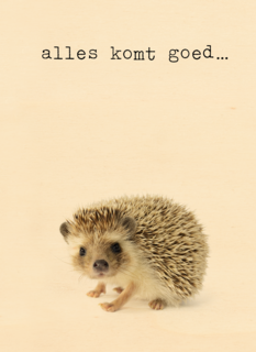 Sterkte kaart Furry Cuddles egeltje