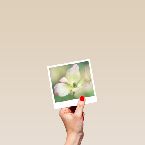 Sterktekaart Blanco met bloem Polaroid
