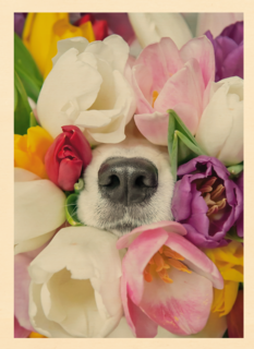 Fleurige hond