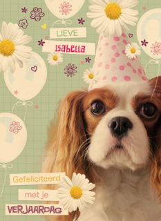 prodo dieren lieve gefeliciteerd met je verjaardag