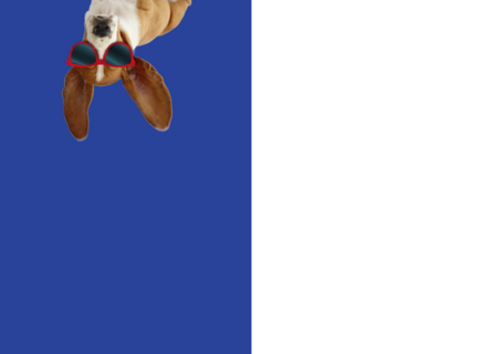 Verjaardag Jongen Hond Op Surfplank