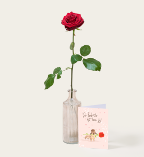 Single Roos Rood Met Vaas 