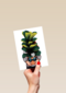 vriendschap kaart folio with love plant