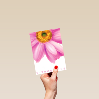 grote roze gerbera