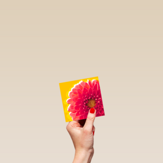 Blanco kaart rode dahlia