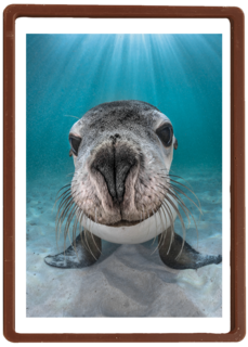 blanco kaart zeeleeuw