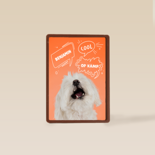 Hond cool op kamp oranje