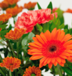 Boeket Bloemen Emmanuel met Cote dOr Bouchee