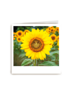 Beterschapskaart zonnebloem met smiley Polaroid