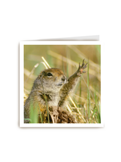 blanco kaart marmot