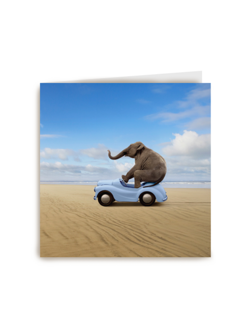 olifant in auto
