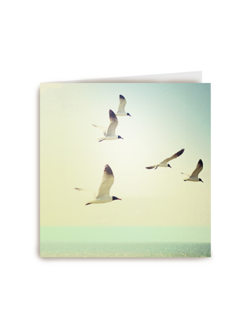 vogels aan het strand
